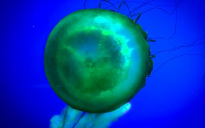 Inside the Garden of You: Womb Ecology for Radical Regeneration